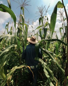 Sin maíz no hay país lamenta fallo a favor de trasnacionales sobre transgénico