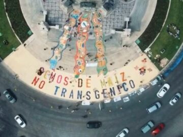 Defendamos el maíz: Exigimos medidas para proteger la soberanía alimentaria de México